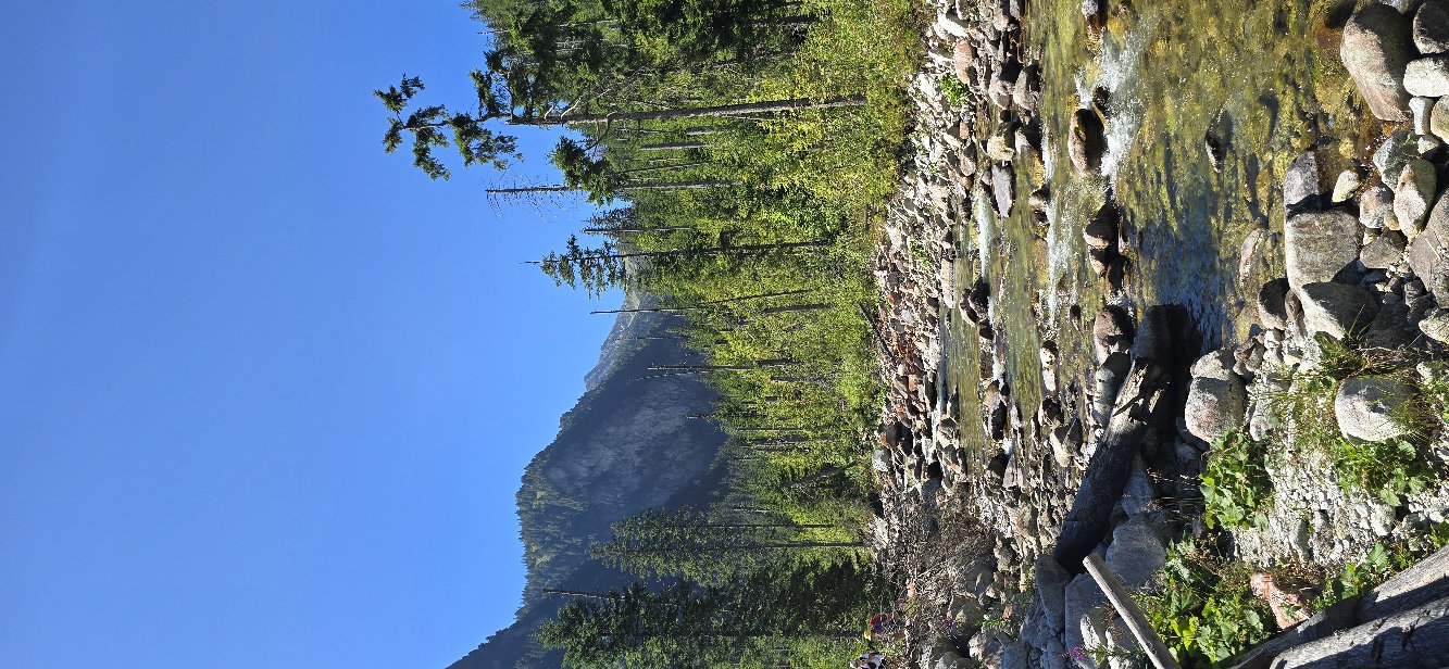 Potok w lesie — regeneracja w naturze